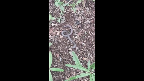 Worm Snake