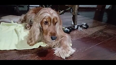 #dogshow , #animals , #dogs