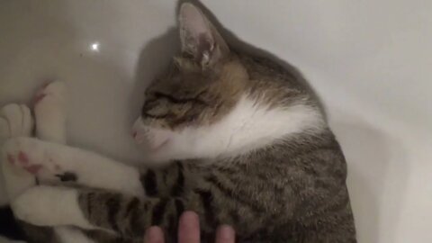 Small cat Sleeps in the Bath Tub