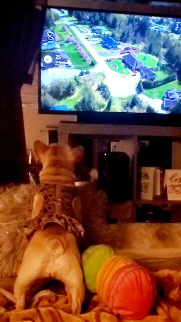 Adorable French Bulldog loves watching TV with us!