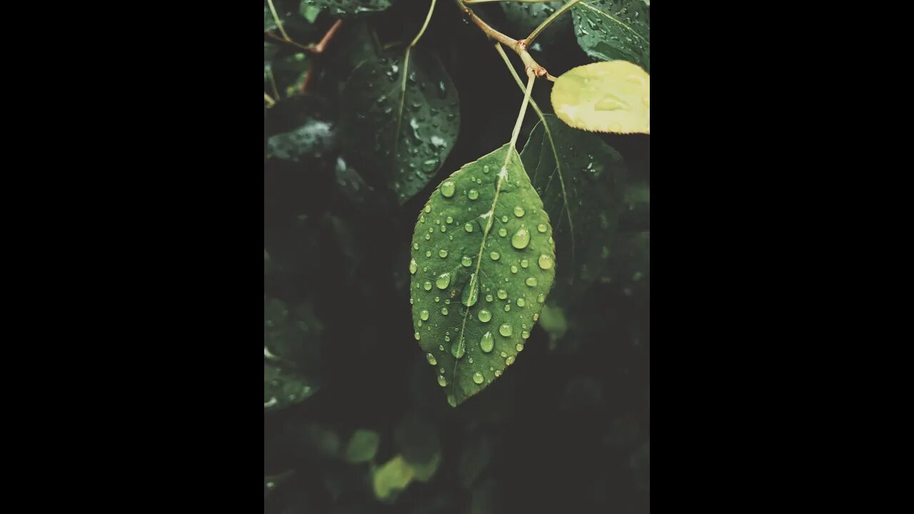 Acoustic Relaxing Rain sound for Meditation, Sleeping, and Relaxing Calm Nature Rain