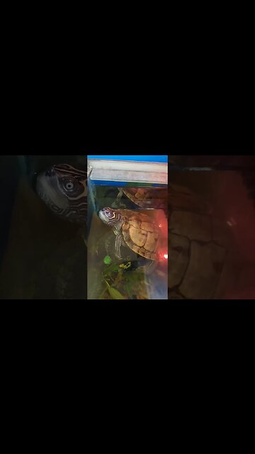 He loves Hanging about #pets #fyp #shorts #reptiles #animals #epic