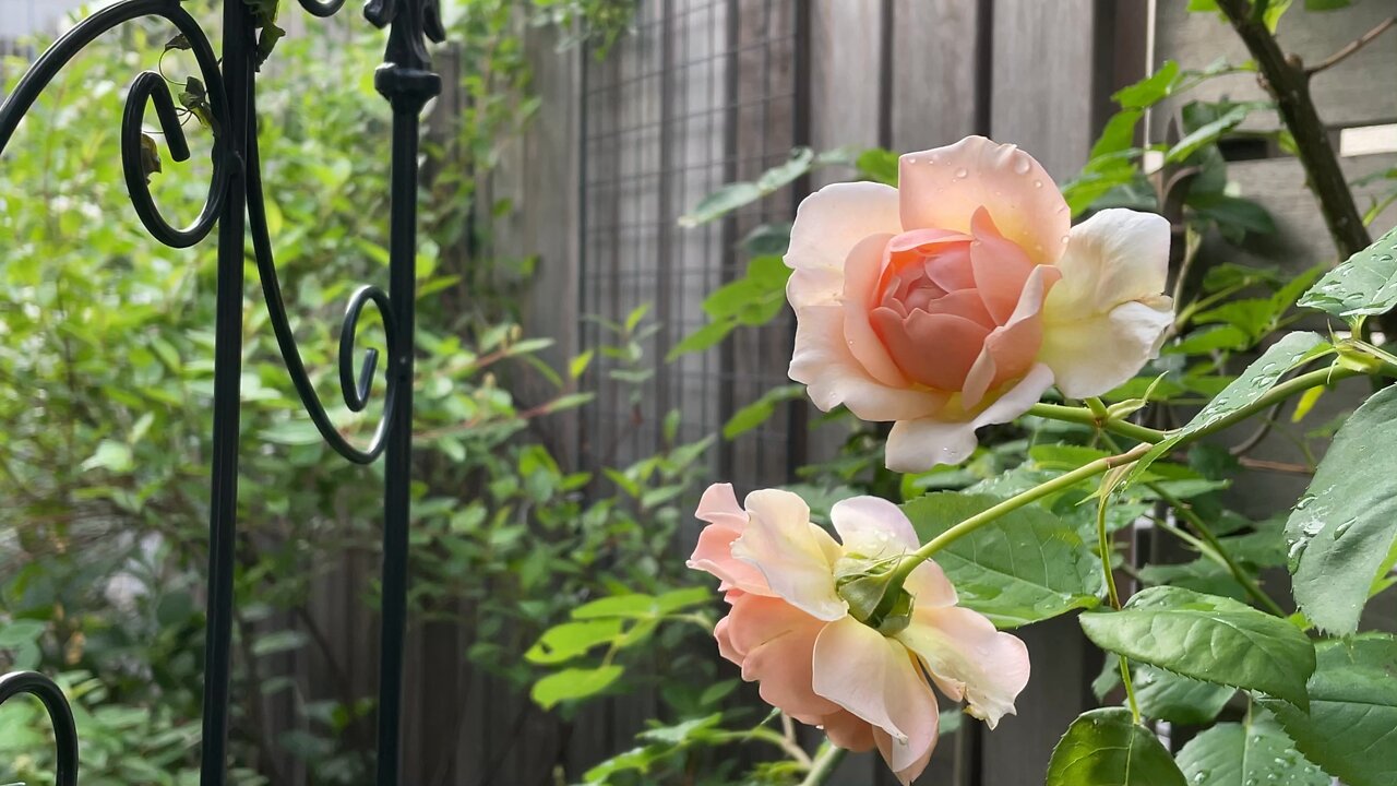 Roses bloom in May 04