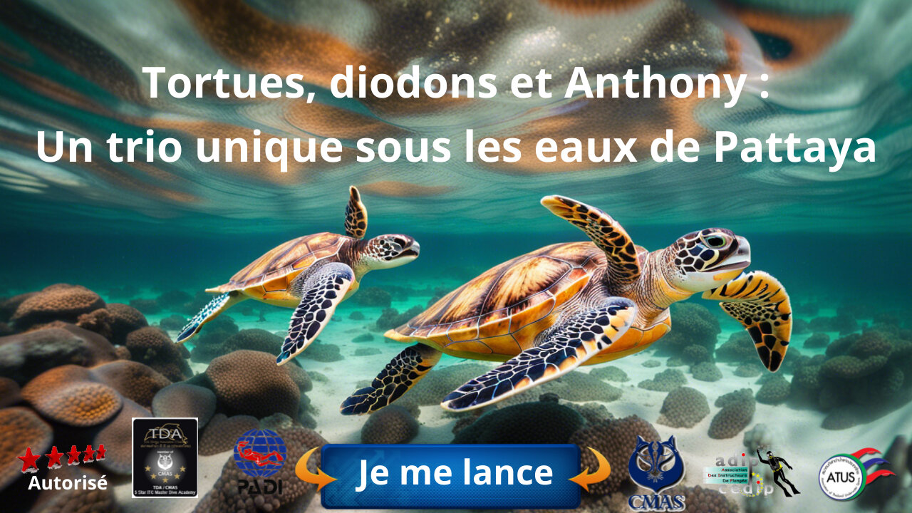 Tortues, diodons et Anthony : Un trio unique sous les eaux de Pattaya