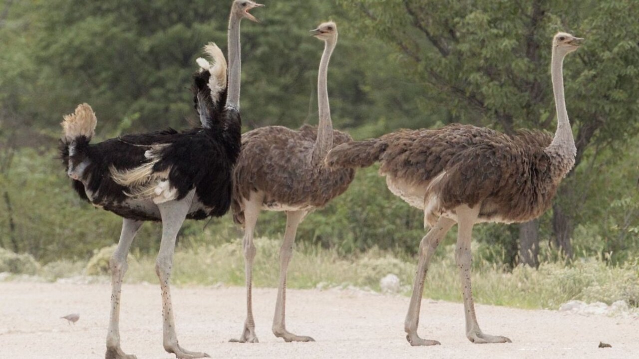 Simple level: ostrich #viral