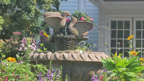 🐦🐦🌹🌹🌹 Love birds make a water fountain and birds bath in garden.