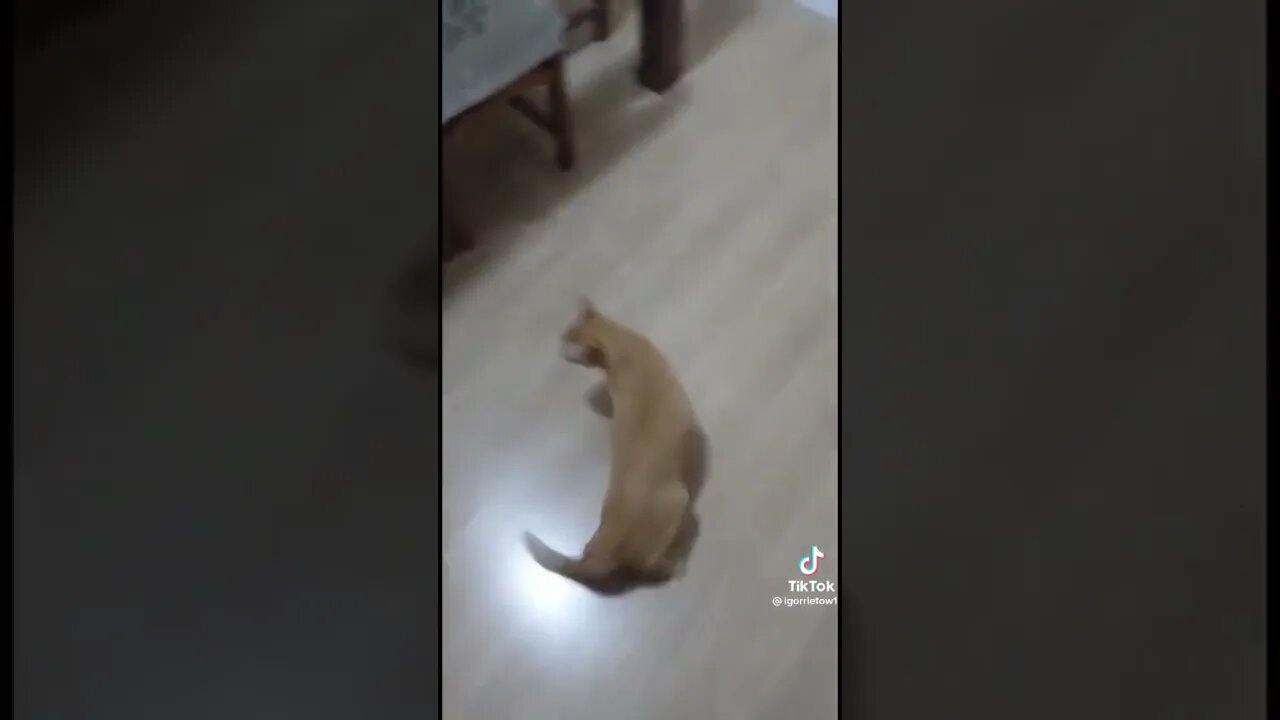 🇧🇷⚽🤣 E esse gato que quando escuta o nome "Neymar" se joga no chão?