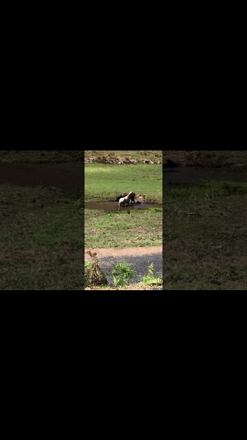 The last of the brumbies finishes her bath in the waterhole