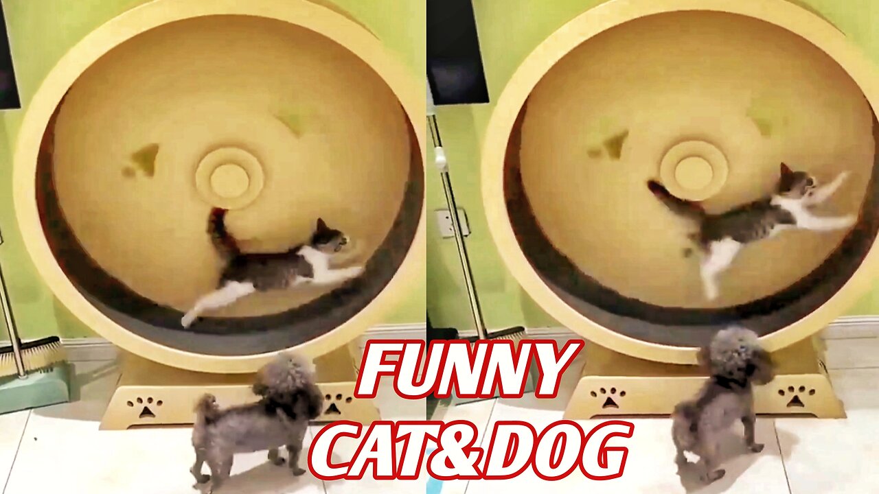 New Funny Cats videos 2024 🐱🐱 Cats & Kittens 🐈🐱 Funny cats and dogs 🐈🐈⬛