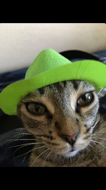 Playful Cats That Brighten Your Day! 😸