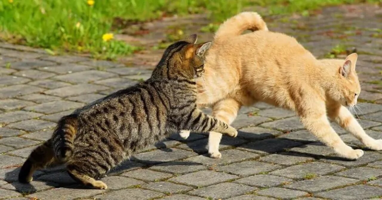 Epic cats fight😻😆