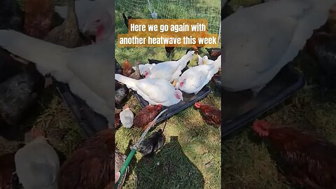 over 100 every day this next week #chickens #turkey #duck #shorts #video #farm #homestead