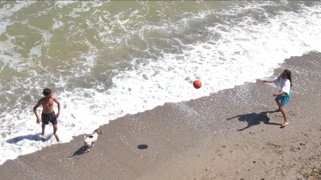 Cute dog playing with their owner couples at beach