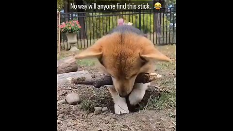 10/10 Effort. 100/10 Hiding Skill.