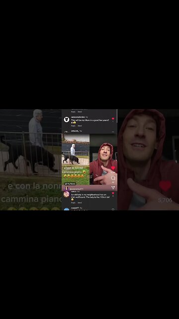 Your NEVER Too OLD For a Cane Corso #shorts #funnydogs