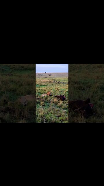 Big Lion With His Prey #shorts | #ShortsAfrica