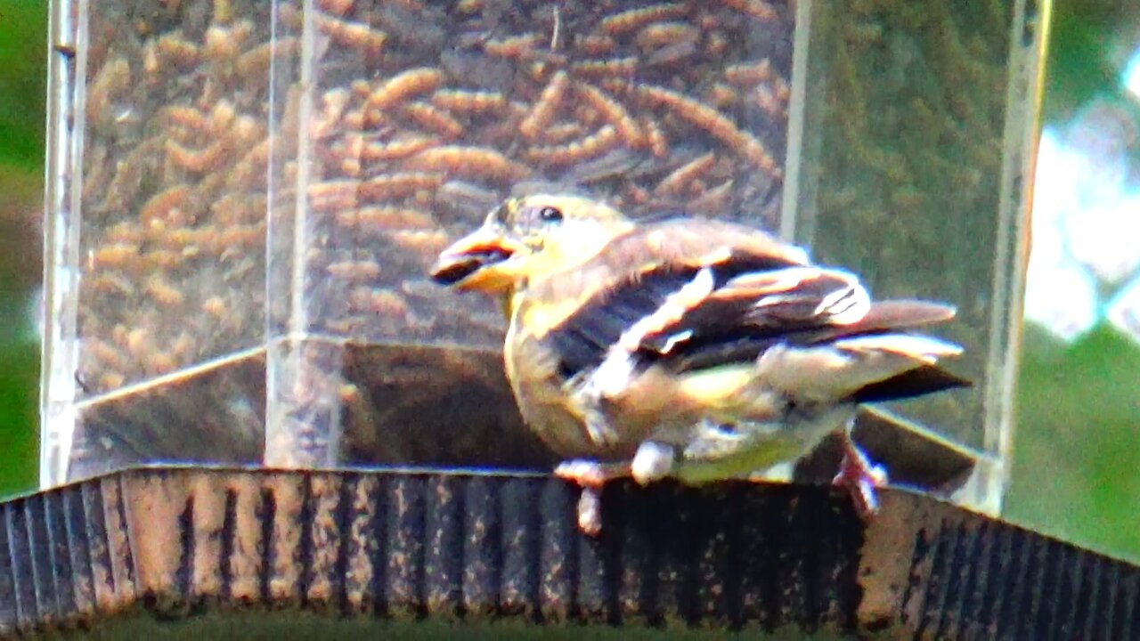 American Goldfinch