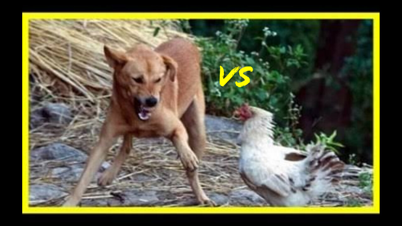 Dogs vs Chicken 😆 | Funniest Dog videos in the world 😆