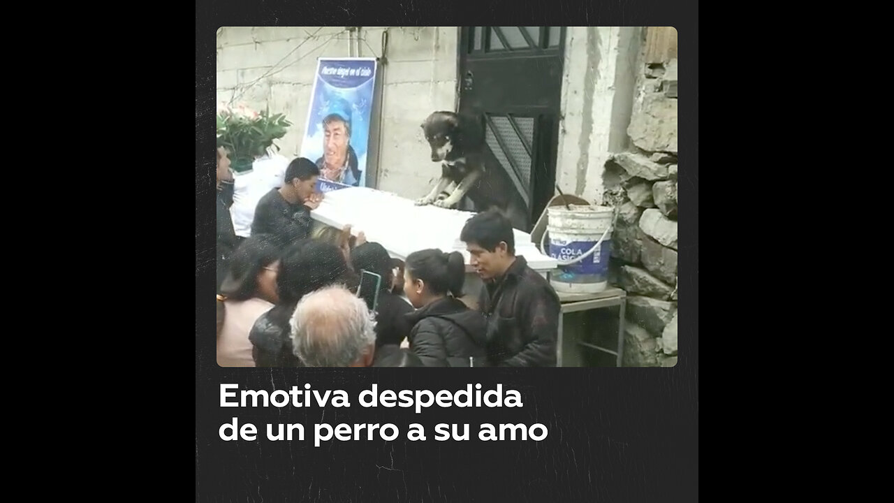 Un perro se despide en el funeral de su amo