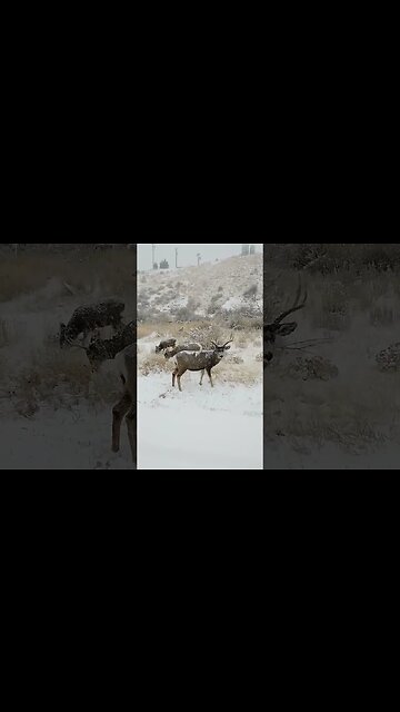waiting out the storm! #deer #deerhunting #huntinf #shortsfeed #shortsvideo #wyoming #wildlife #snow
