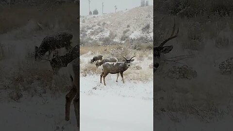 waiting out the storm! #deer #deerhunting #huntinf #shortsfeed #shortsvideo #wyoming #wildlife #snow