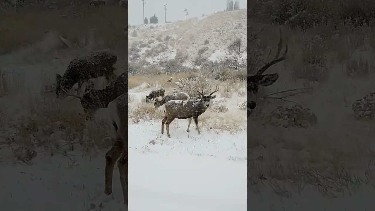 waiting out the storm! #deer #deerhunting #huntinf #shortsfeed #shortsvideo #wyoming #wildlife #snow