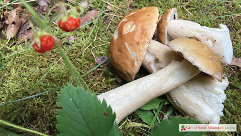 Mushroom Hunting in Northern Michigan in July