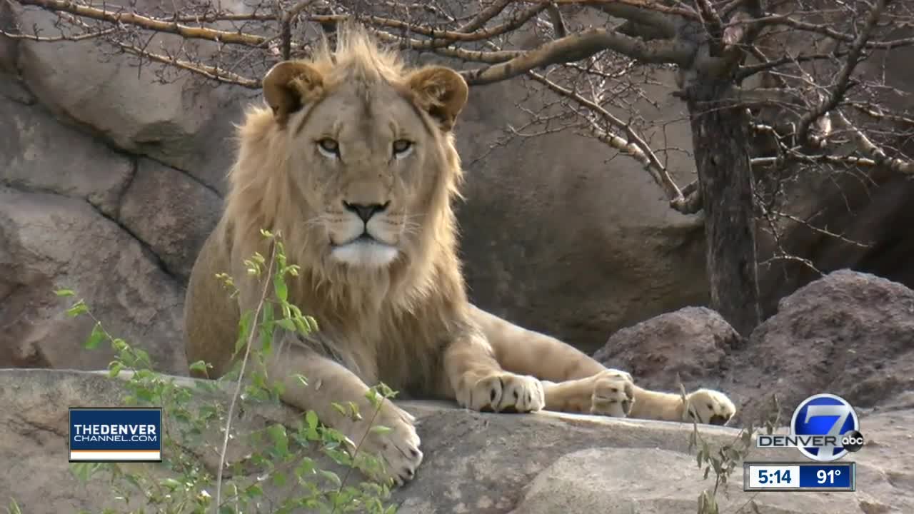 Doubling the world's African lion population just one of the things that's got Disney calling Denver Zoo