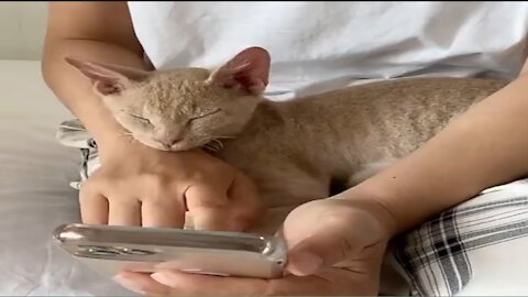 Funny cat video