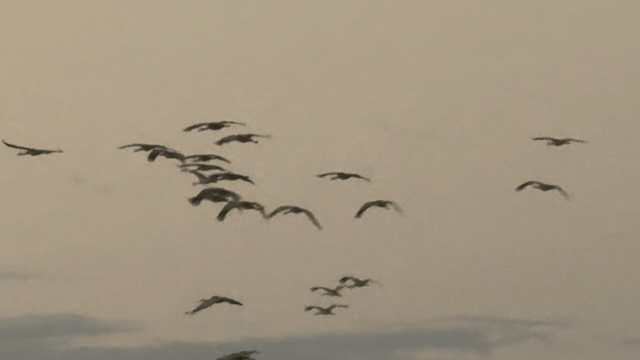 Cranes Flying Into Consumes Reserve