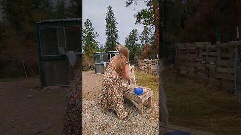 Milking Routine 💕 #dairygoats #homesteadlife #homesteading #goats #rawmilk #simplelife #fall #chores