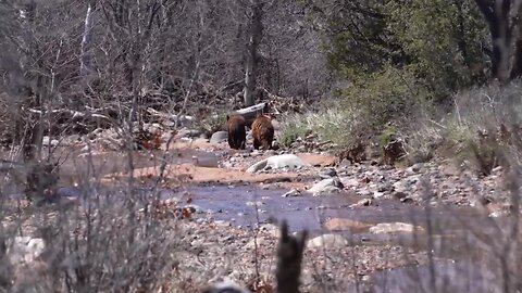 3 bears rescued near Oracle released back into the wild