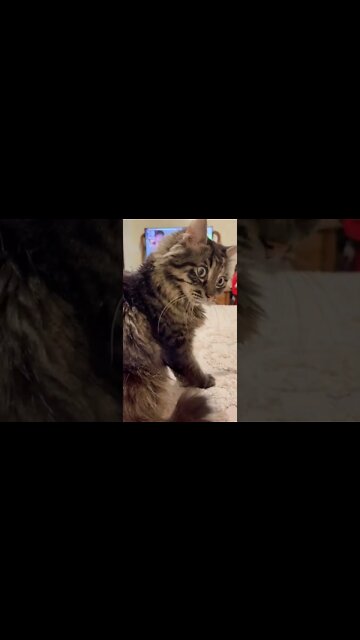 1Min Animal World #dogs #cats #pet