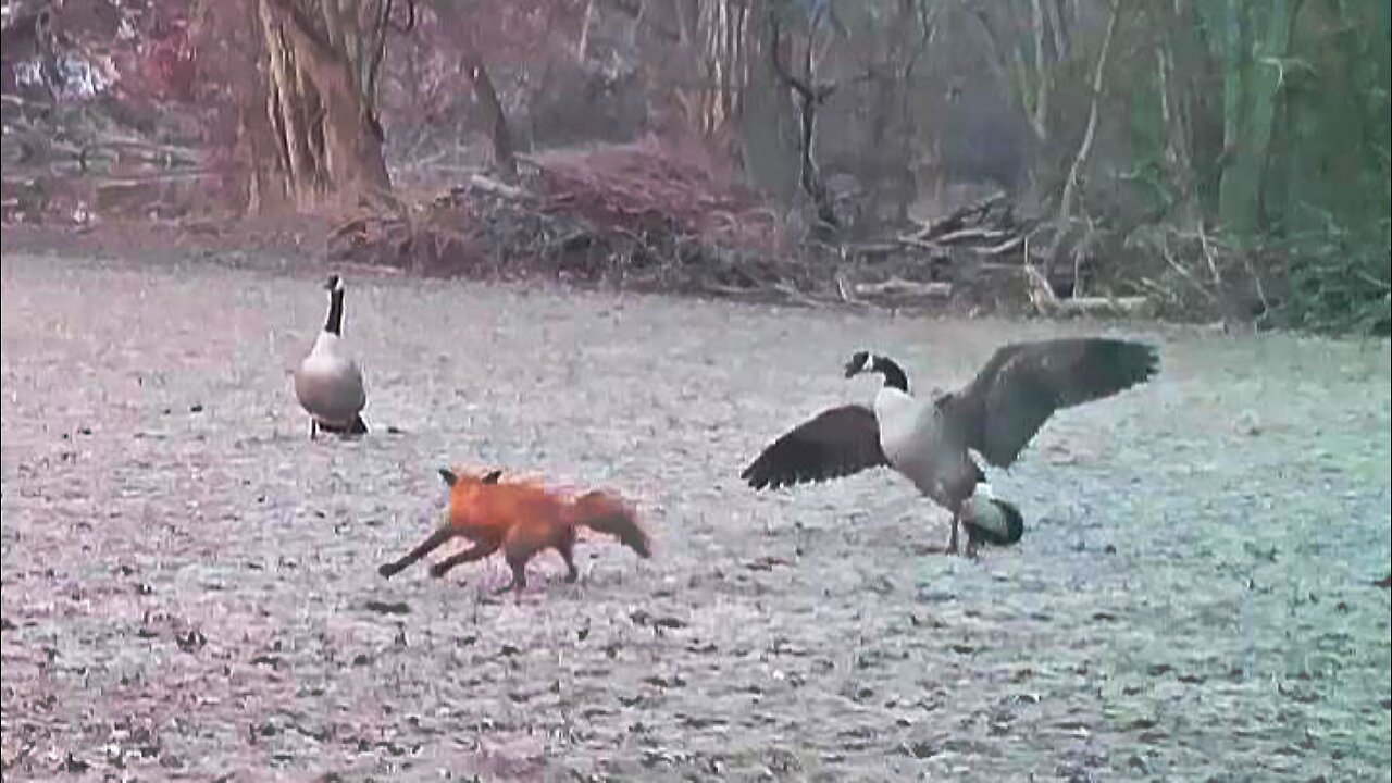 Fox chases geese---geese chase fox!