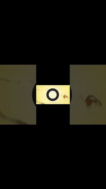 Introducing Olemeno Babadomo - Subscribe for more