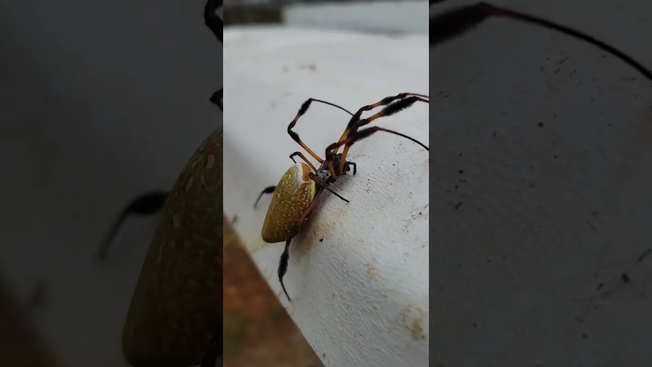 HUGE SPIDER ON MY CART!!!