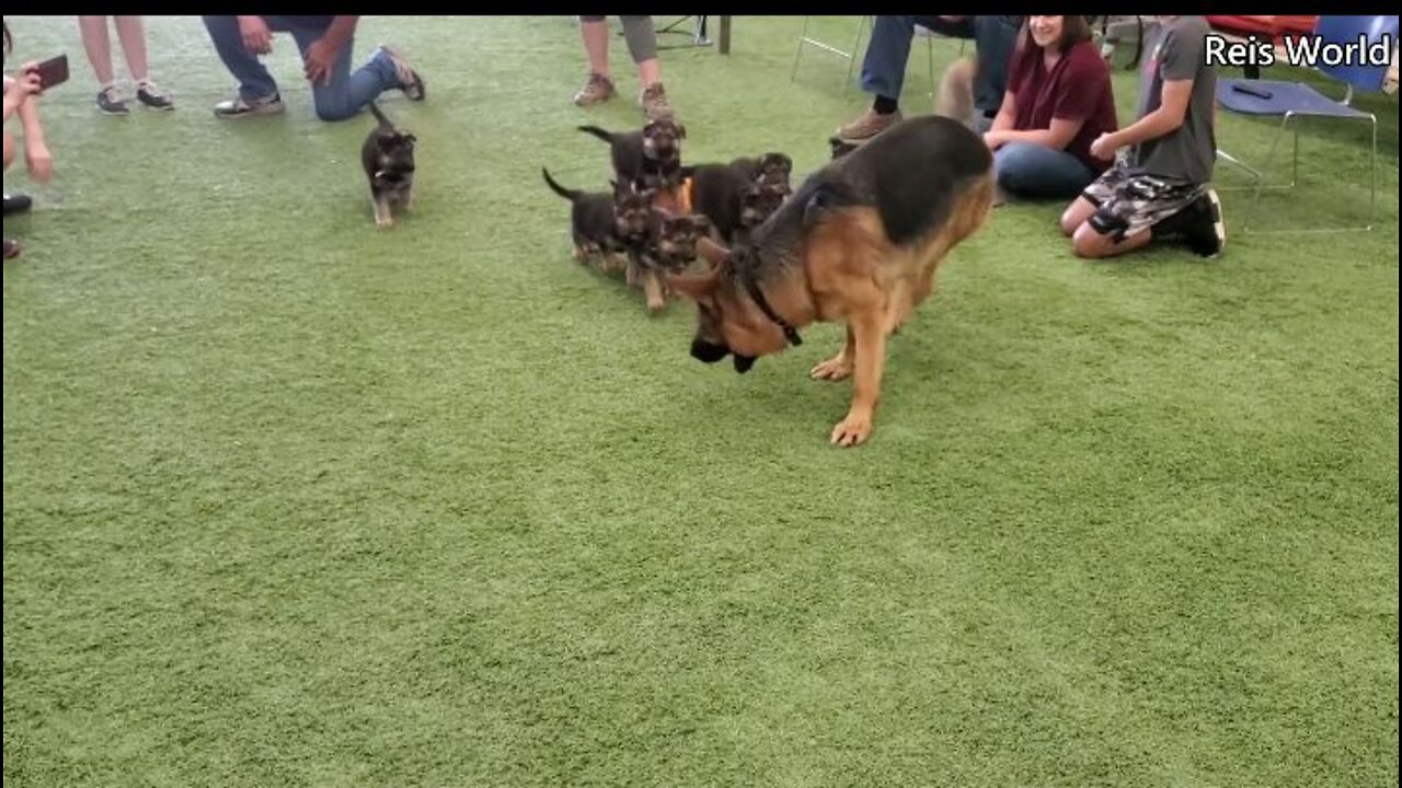 German Shepherd PUPPIES 8 weeks and DAD Play 2022