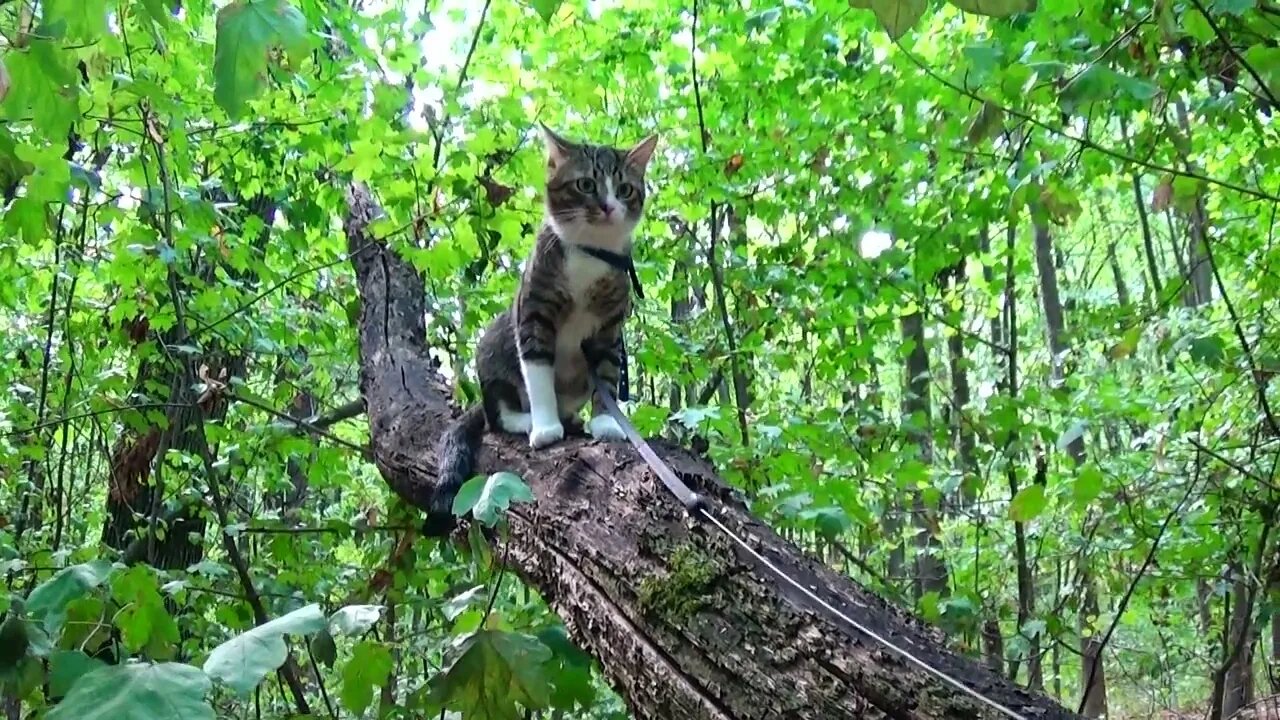 This Cat Climbs on Tree Branches