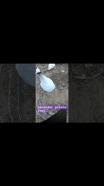 Lavender guinea fowl. Farm surveillance