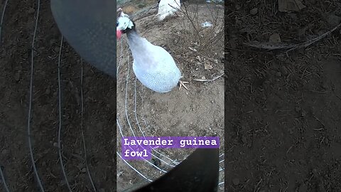 Lavender guinea fowl. Farm surveillance