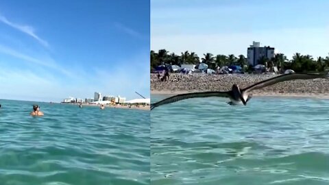 Woman unknowingly films seabird as it attacks her