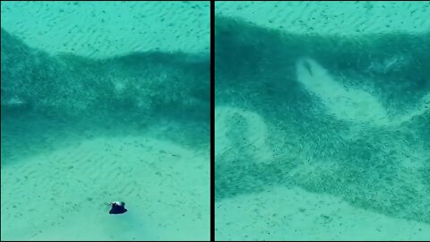 A baby fish squad landed on beach