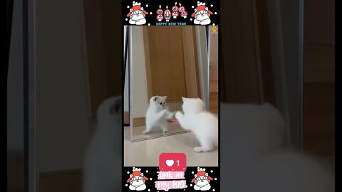 #11_😂😹😂 #Cute #Animals #For #When #You #Are #Stressed 😂😹😂 (#2022)