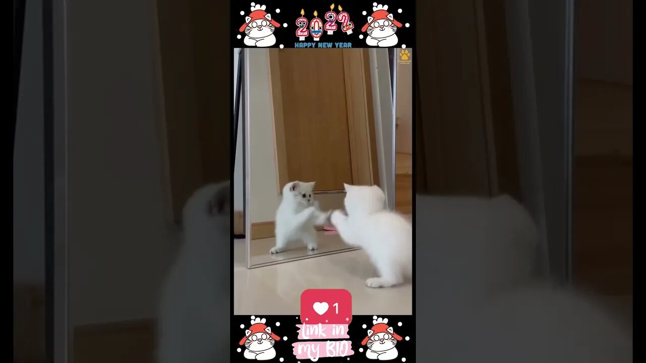 #11_😂😹😂 #Cute #Animals #For #When #You #Are #Stressed 😂😹😂 (#2022)