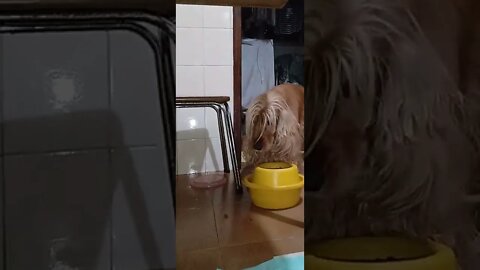 dogshow golden, shorts