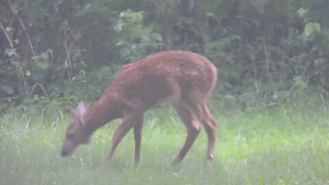 Deer in Hudson Valley (Oblivious to the "Climate Change" "Flood" (20230709)