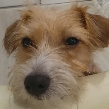 A dog to ask its owner to go to bed