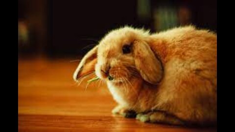 Cutest bunny rabbits ever - what are they trying to tell you?