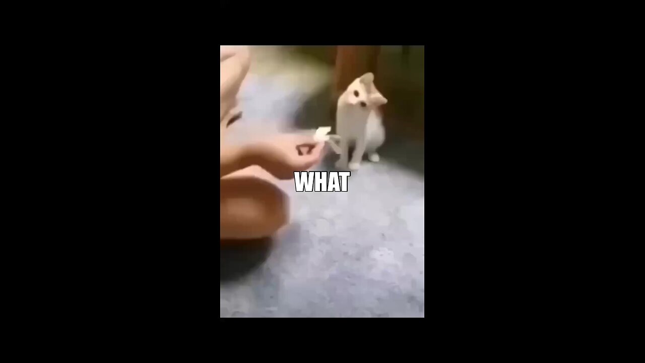WHAT