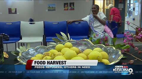 Refugees harvest produce from donors around Tucson